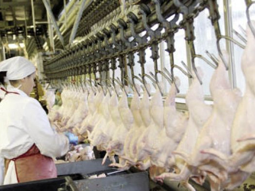 Сдали в эксплуатацию первую очередь птицефабрики в деревне Климовское