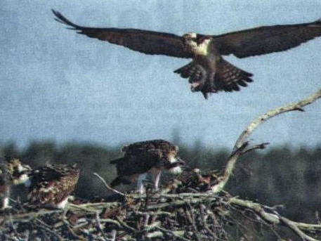 Дарвинский – на месте древнего озера. Там, где искусственный водоем