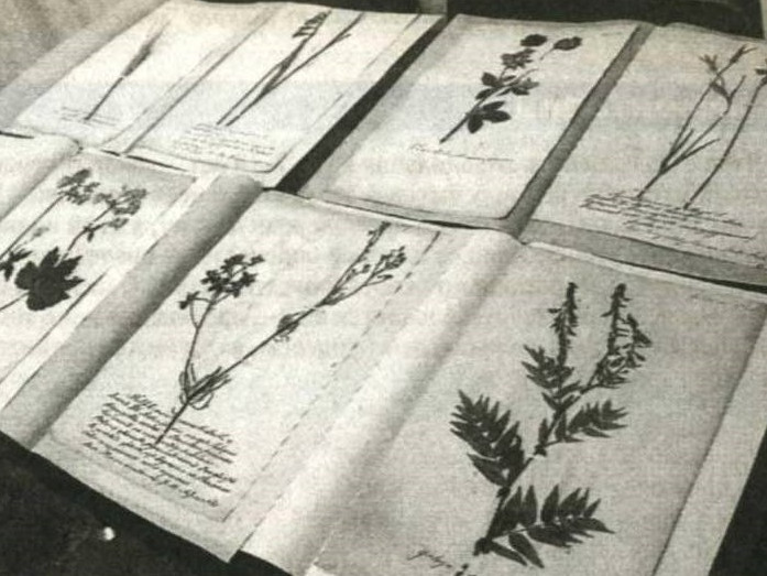 По палисадникам старого Череповца с акцизным чиновником Вороновым